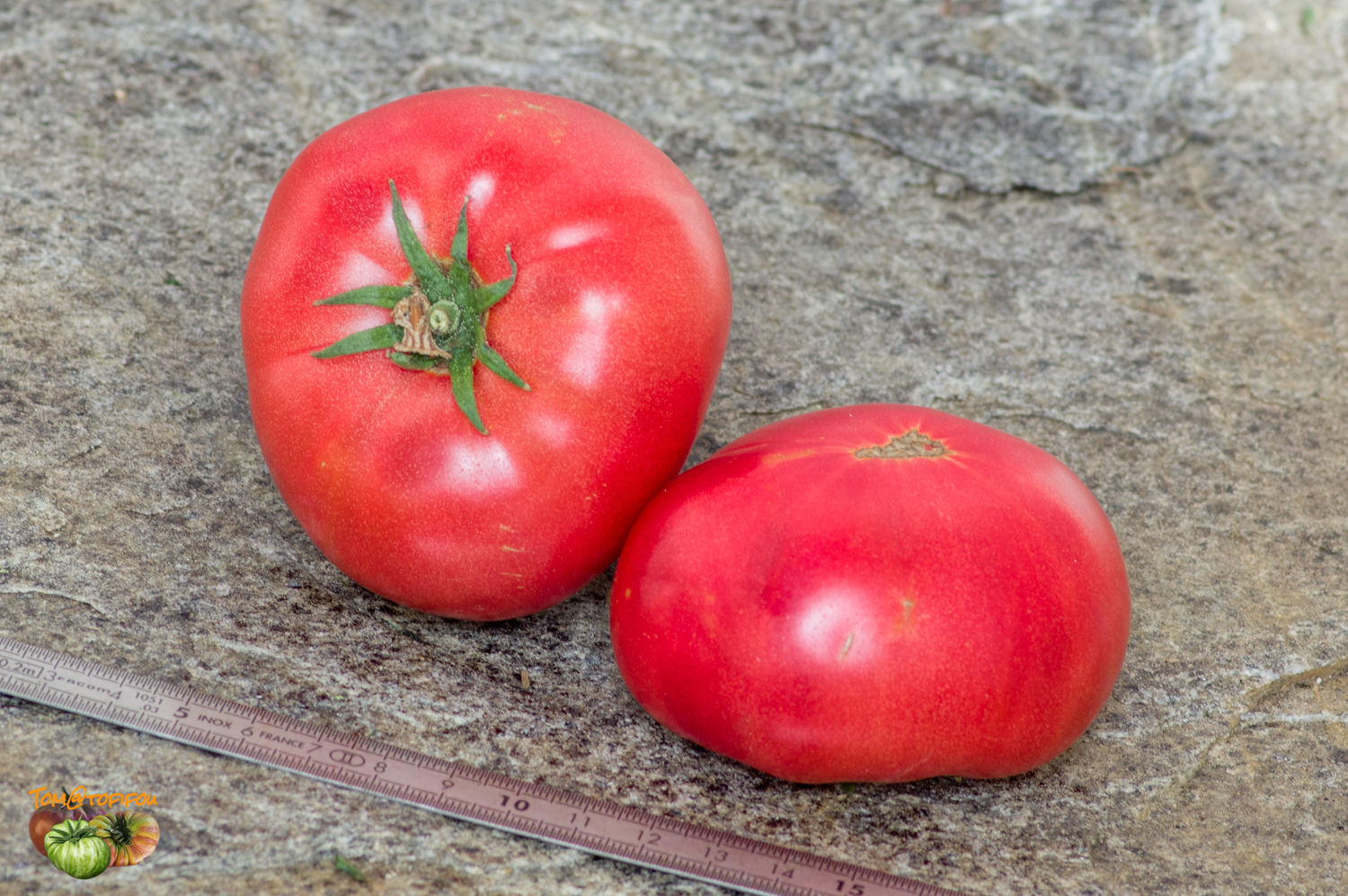 Brandywine Tomato (Sudduth's Strain) from Heritage Harvest Seed