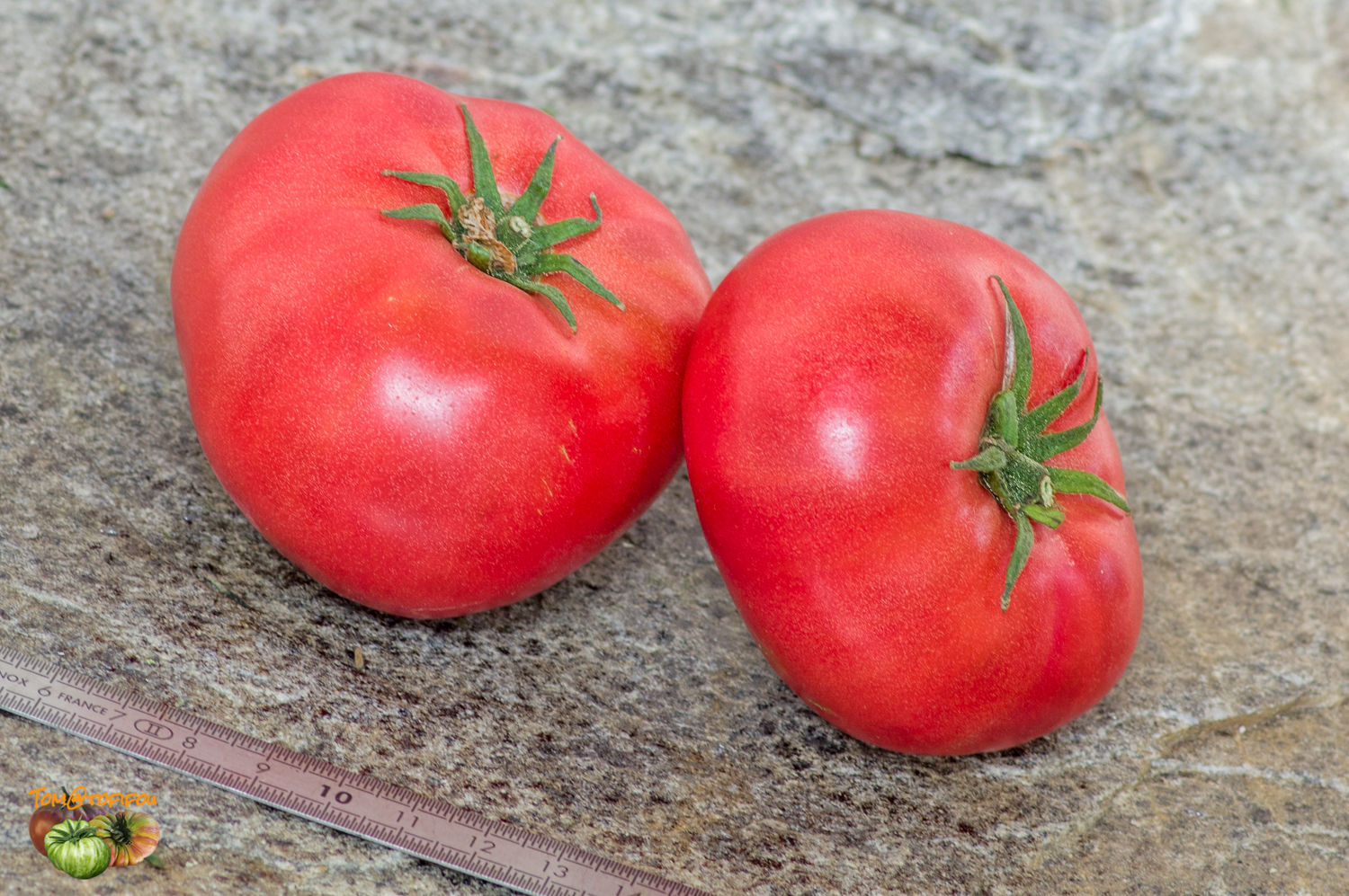 Brandywine, Pink (Sudduth's) Tomato