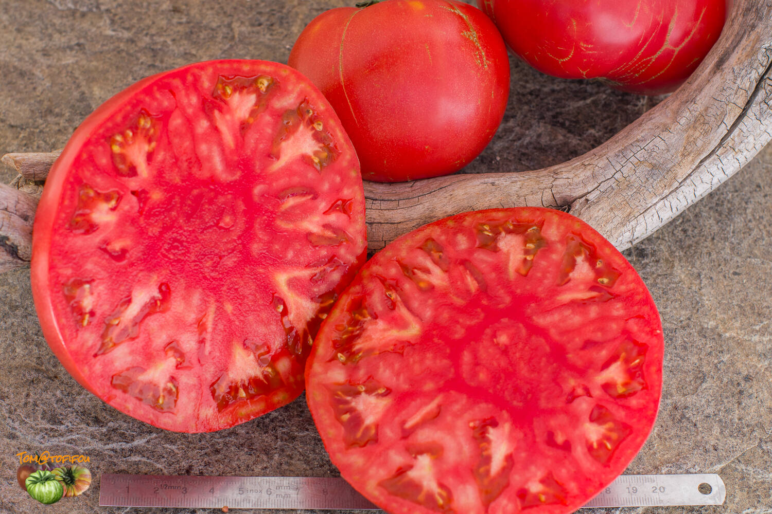 Pink Tomato SUDDUTH'S STRAIN BRANDYWINE 10 Heirloom Vegetable