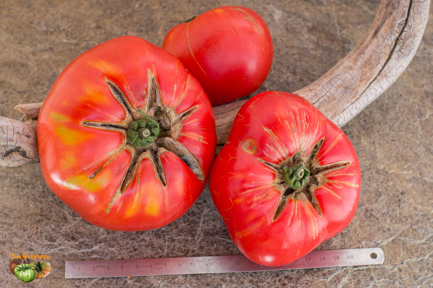 Brandywine (Sudduth's strain) Tomato – Tomato Growers Supply Company