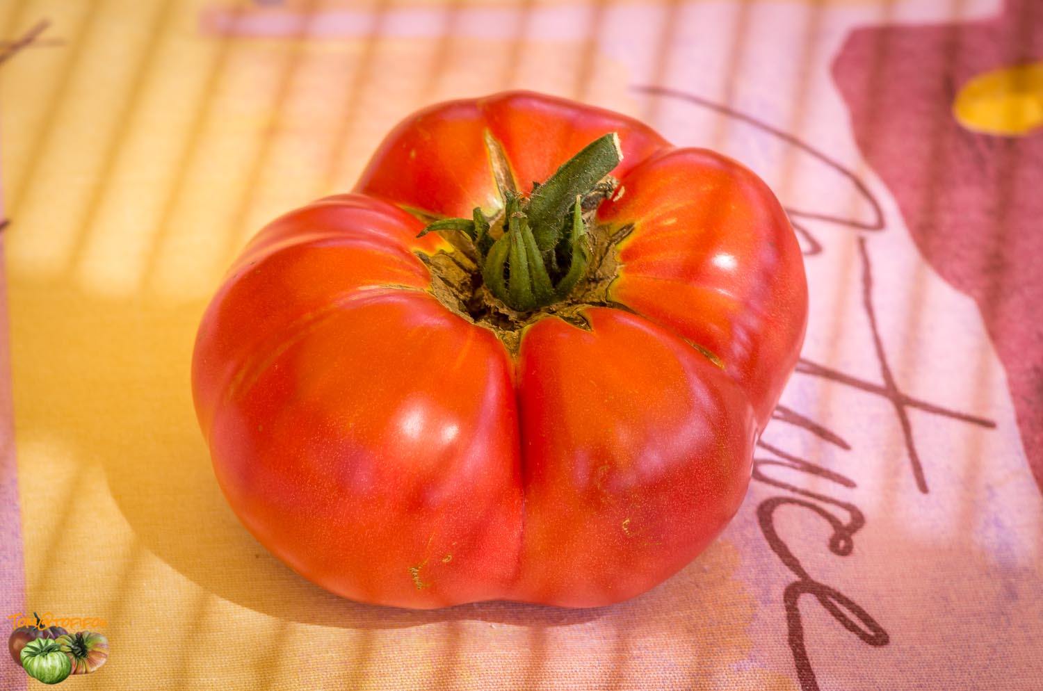 Sudduth Strain Brandywine Tomato - LocalHarvest