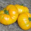 Patty's Yellow Striped Beefsteak (Rutgers NJAES)