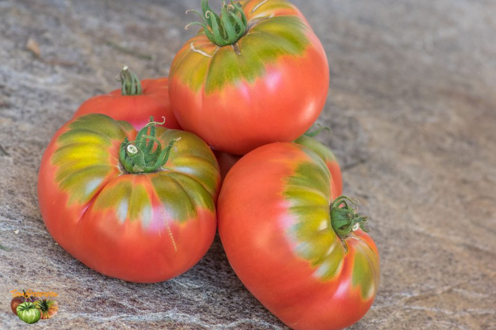 Red Brandywine' Heirloom Tomato