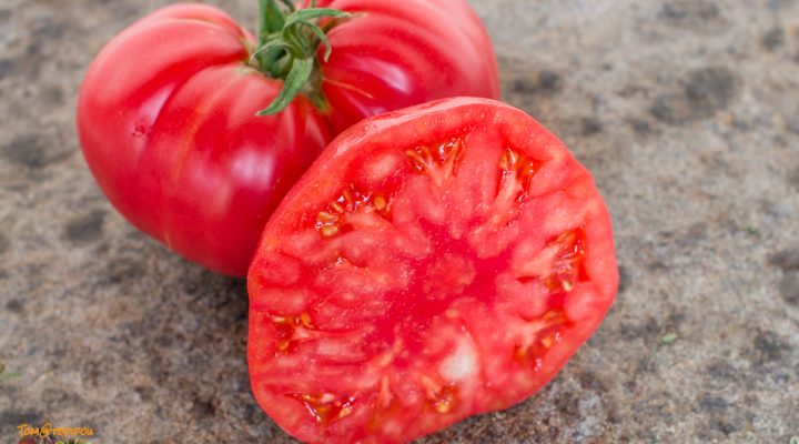Photo of the fruit of Tomato (Solanum lycopersicum 'Brandywine, Sudduth  Strain') posted by janinilulu 
