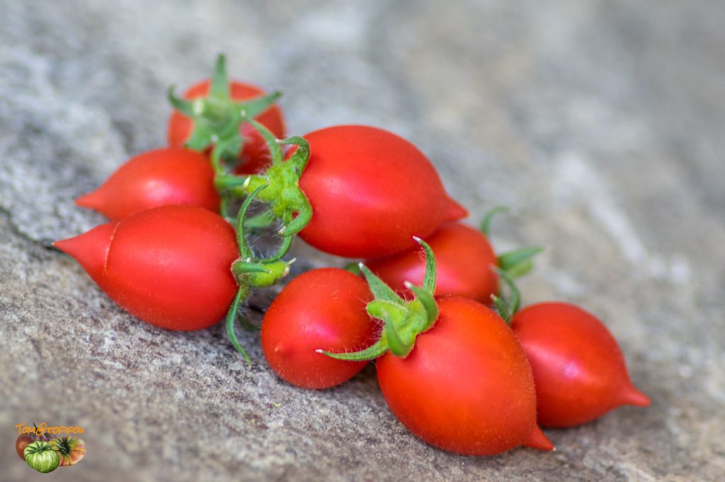 Hullster Tomato Corer – Little Red Hen