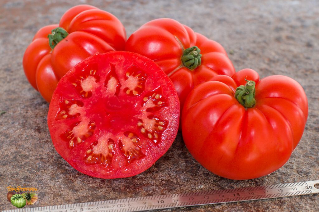 La tomate marmande d'antan