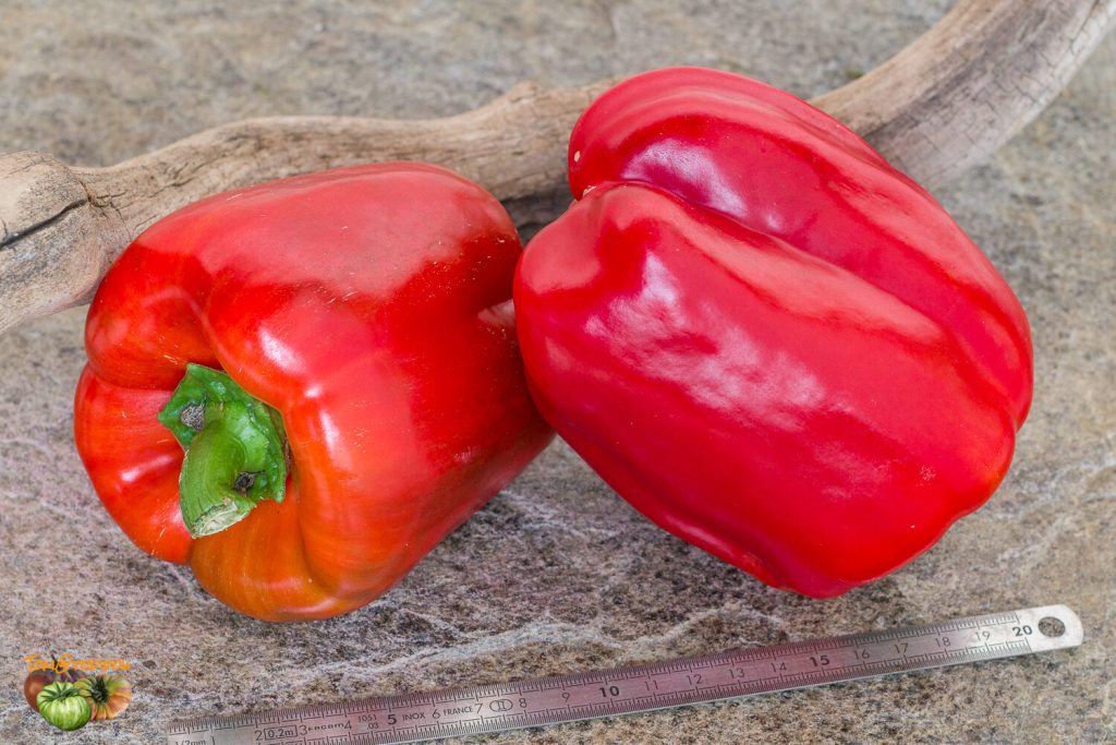 Pepper Bell Red Quadrato Rosso D'Asti – Weston seed