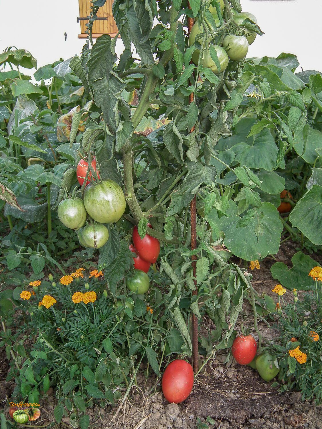 Amish Gold Slicer Tomato