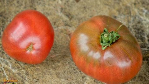 Slicing Tomato Seeds - Fantome du Laos