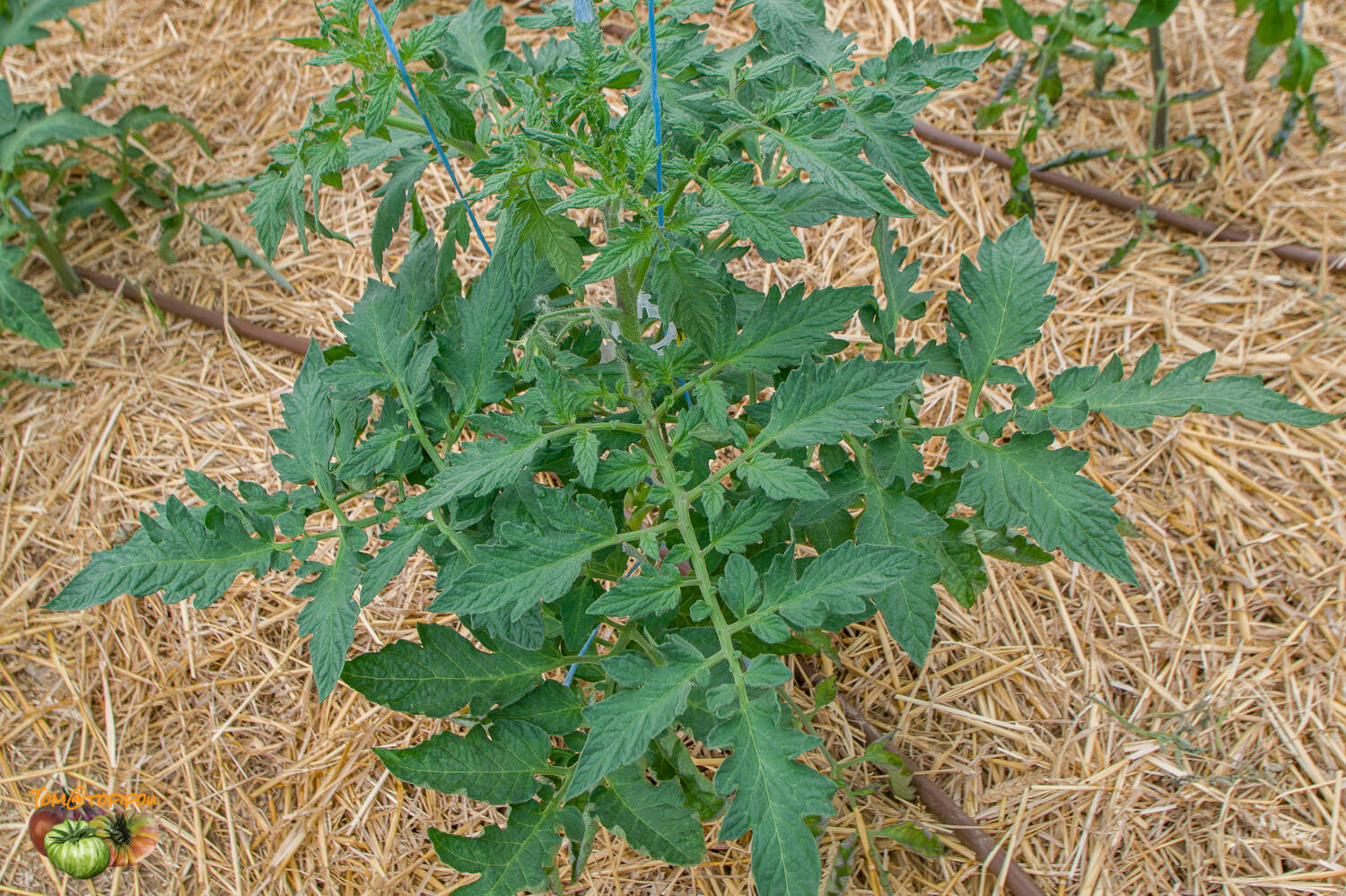 tomate Dorothy's Mennonite bicolor