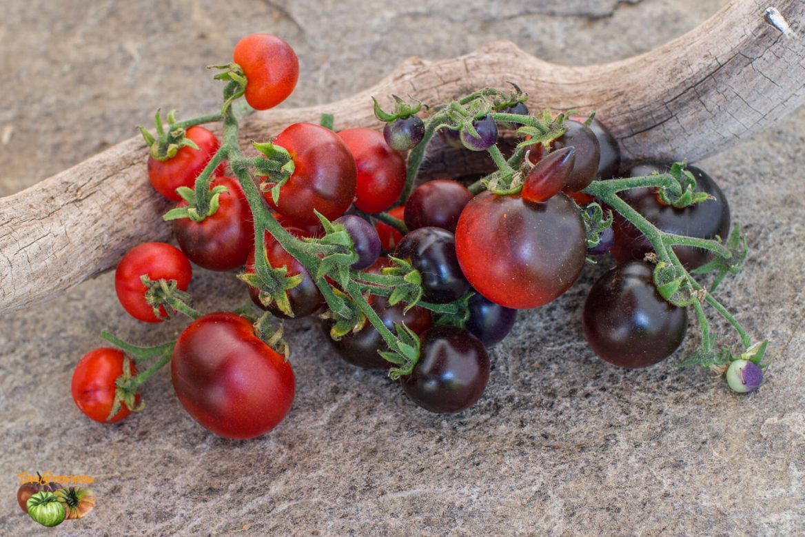 tomate Tartufo, Micro purple