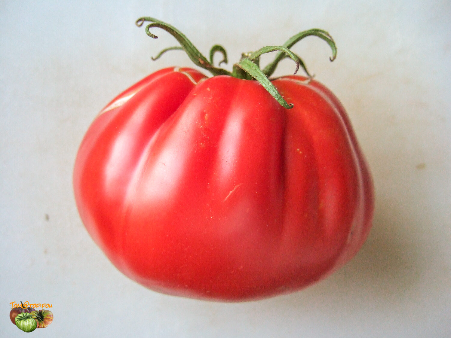 Tomate Coeur de Boeuf Malinowy Rodeo